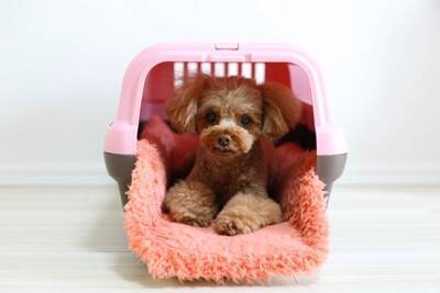 犬が『恐怖』を感じるモノとは？愛犬が怖がっているときにみせるサインや安心させる方法まで