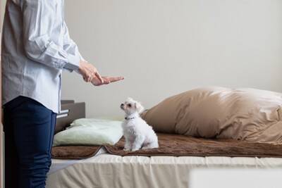 犬が飼い主を『踏みつける』心理5選　上に乗ってくる理由や止めさせる方法まで解説