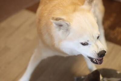 犬が飼い主を『踏みつける』心理5選　上に乗ってくる理由や止めさせる方法まで解説