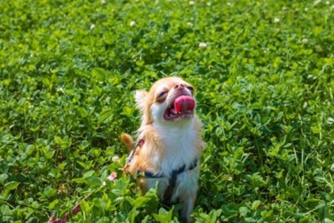 犬が死ぬかもしれない『夏のトラブル』4選　愛犬の命を守るために必ず知っておくべきことまで