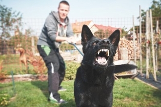 犬が『飼い主を守ろうとしている』ときにみせる行動5選　見逃したくないサインや注意点まで
