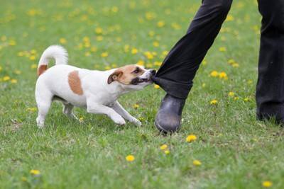 犬が『飼い主を守ろうとしている』ときにみせる行動5選　見逃したくないサインや注意点まで