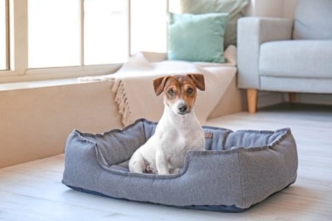 犬が『新しいベッド』で寝てくれない理由7選　慣れてもらうにはどうしたらいいの？解決策まで