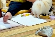 旦那の実家に犬を預けた結果→写真が送られてきて『寂しがっているかな』と思ったら…予想外だった光景に反響「ちょっと寂しいｗ」「切なくて草」