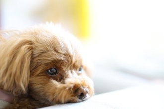 『寝ぼけている犬』がやりがちな行動6つ　人間のような仕草をみせることはあるの？
