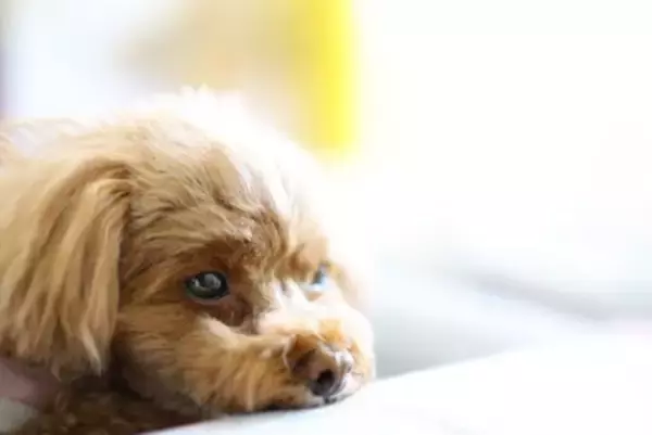 『寝ぼけている犬』がやりがちな行動6つ　人間のような仕草をみせることはあるの？