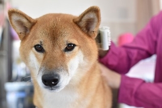 『毛がたくさん抜ける』犬種７選　部屋が毛だらけになってしまうのを防ぐ方法とは？