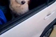 『なんやねんこいつ』車でドライブごっこをしないと帰らない犬→子どものような『可愛すぎる光景』に11万いいね「表情最高」「永遠に見てたい」