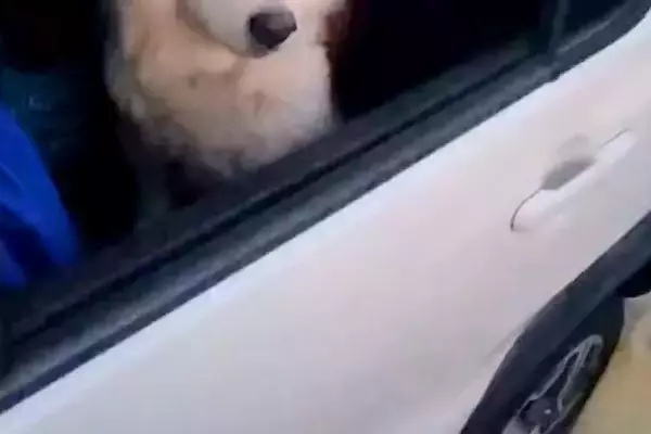 『なんやねんこいつ』車でドライブごっこをしないと帰らない犬→子どものような『可愛すぎる光景』に11万いいね「表情最高」「永遠に見てたい」