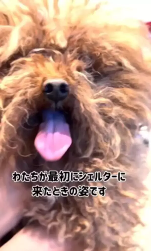 ボサボサで顔が見えなかった犬を保護→トリミングをした結果…まるで別犬のような『衝撃的な変化』と『最高の結末』が４万再生の反響