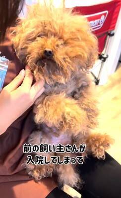 ボサボサで顔が見えなかった犬を保護→トリミングをした結果…まるで別犬のような『衝撃的な変化』と『最高の結末』が４万再生の反響