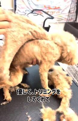 ボサボサで顔が見えなかった犬を保護→トリミングをした結果…まるで別犬のような『衝撃的な変化』と『最高の結末』が４万再生の反響