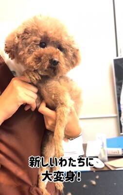 ボサボサで顔が見えなかった犬を保護→トリミングをした結果…まるで別犬のような『衝撃的な変化』と『最高の結末』が４万再生の反響