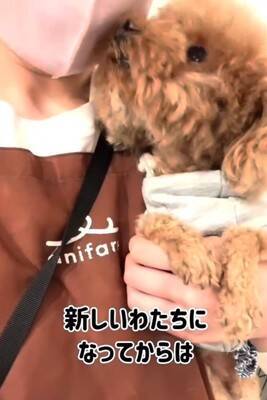 ボサボサで顔が見えなかった犬を保護→トリミングをした結果…まるで別犬のような『衝撃的な変化』と『最高の結末』が４万再生の反響