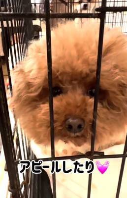 ボサボサで顔が見えなかった犬を保護→トリミングをした結果…まるで別犬のような『衝撃的な変化』と『最高の結末』が４万再生の反響