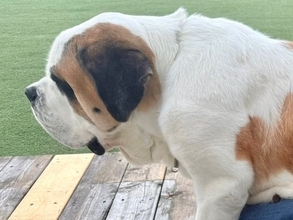 お友だちと一緒に遊びまくった超大型犬→『疲れたなあ』と近づいてきて…自分の大きさを理解していない光景が55万表示「子犬と思ってるｗ」