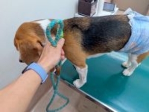 朝から足をかばっている犬…心配なので病院に連れて行った結果→告げられた『まさかの診断結果』に爆笑「アカデミー賞もの」「迫真の演技ｗ」