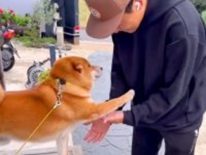 Amazonの配達員さんが家にきた結果→犬が『お出迎え』して…相思相愛すぎる『神対応』が10万再生「メロメロなんだ」「飛行機耳かわいい」