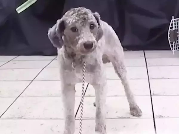 『土手に捨てられていた犬』と6年間一緒に暮らした結果…当時が嘘のような『現在の光景』が10万再生「成長に泣けた」「健気でたまらない」