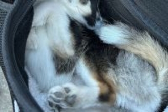 バッグの中でおとなしくしている小型犬→ふいに覗いてみた結果…想像を超える『反則級の可愛さ』に30万いいね「可愛いの暴力」「たまらん」