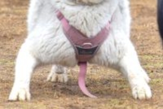 『知らん生物写ってた』ドッグランで遊ぶハスキー犬の写真を見返していたら…『原型を失っている光景』が290万表示「どすこいｗｗ」「可愛い」