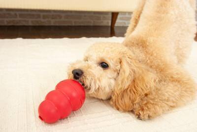 犬が飼い主の外出前に『吠えてくる』心理4選　やめさせるために今日からできるしつけ方法とは？