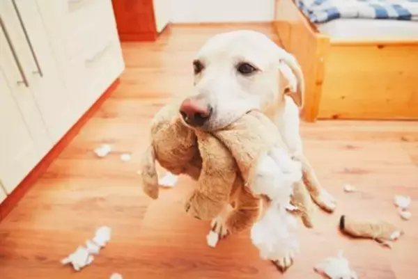 犬が『退屈』だと思っているときにみせる行動3つ　愛犬に充実した毎日を過ごしてもらう方法まで