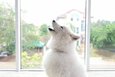 犬が『退屈』だと思っているときにみせる行動3つ　愛犬に充実した毎日を過ごしてもらう方法まで