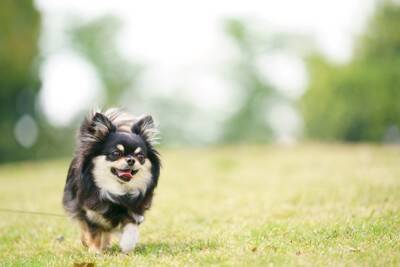 犬が『退屈』だと思っているときにみせる行動3つ　愛犬に充実した毎日を過ごしてもらう方法まで