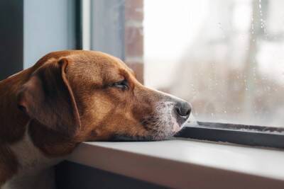犬が『退屈』だと思っているときにみせる行動3つ　愛犬に充実した毎日を過ごしてもらう方法まで