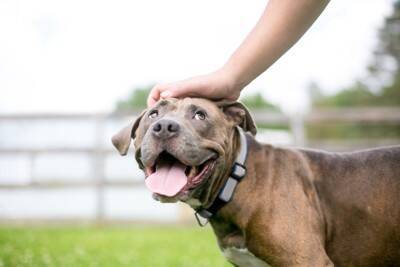 犬の『鳴き声』でわかる心理5つ　何を伝えようとしているの？判断する方法まで