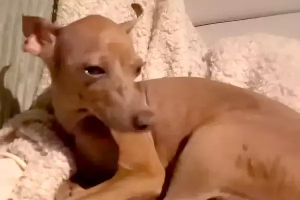 怒って一緒に寝ようとしない犬→仲直りするために『キャンプに連れて行った』結果…あまりにも尊い光景が40万再生「愛されている」「幸せだね」