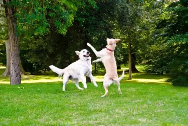愛犬を他の犬と交流させるときの注意点4つ　守るべきルールやマナーとは？