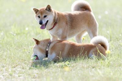 愛犬を他の犬と交流させるときの注意点4つ　守るべきルールやマナーとは？