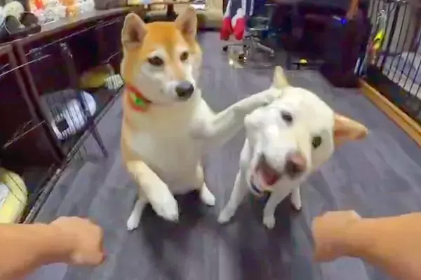 2匹の犬と『オヤツはどっちゲーム』をした結果→2択を外しすぎて、ヤケになり…『人間のような行動』に8万いいね「ナイス制止ｗ」「可愛い」