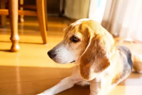 犬が『伏せたまましっぽを振る』心理4つ　愛犬の本音を知るために見逃したくないボディランゲージとは？