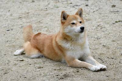 犬が『伏せたまましっぽを振る』心理4つ　愛犬の本音を知るために見逃したくないボディランゲージとは？
