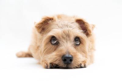 犬が『伏せたまましっぽを振る』心理4つ　愛犬の本音を知るために見逃したくないボディランゲージとは？