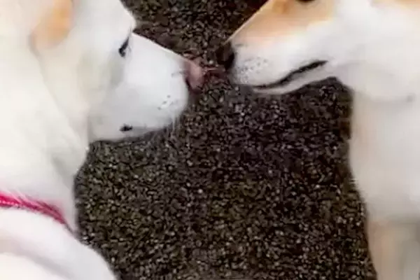 犬が亡くなる1週間前、『大親友のワンコ』に会いに行った結果→体調が悪いのに…涙が出る『最期のご挨拶』が15万再生「素敵…」「最高の笑顔」