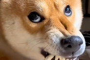 歯をむき出しにしてオヤツを食べる犬→『赤ちゃんの頃』と比較すると…『同じ犬とは思えない光景』が72万再生「どっちも可愛い」「違い過ぎるｗ」