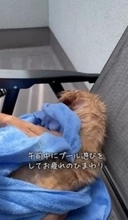『赤ちゃんみたい』生後4か月、大型犬の子犬をタオルで拭いたら…まかさの"居眠り"する光景が103万再生「可愛すぎて苦しい」悶絶の声