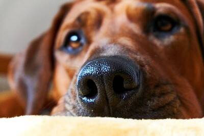 犬が大嫌いな『ニオイ』5選　日常に潜む避けるべき匂いや嫌がっているサインまで