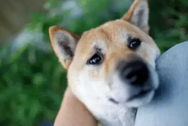 犬が『頭をぶつけてくる』理由5選　主な心理や飼い主がすべき正しい対応まで