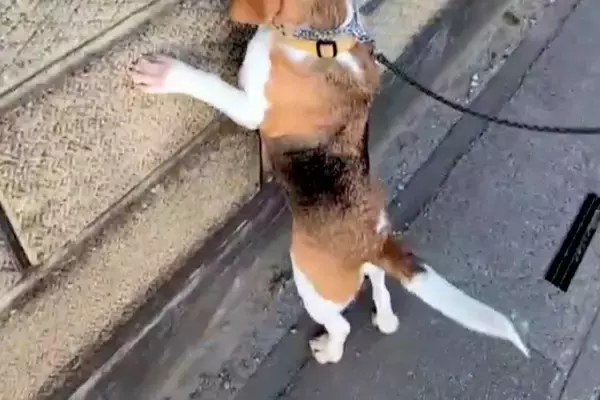 散歩中の犬が『壁の向こうにワンコがいる』と気付いた結果→『まさかの探し方』が142万表示「全部チェックするのたまらん」「会えるといいね」