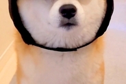 帽子を買ったけど似合わなかったので、仕方なく犬に被せてみたら…想像以上に『似合いすぎている光景』に5万いいね「不服そうで草」「たまらん」