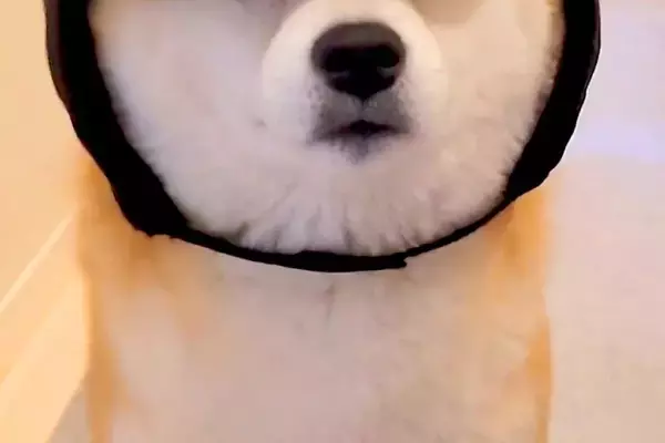 帽子を買ったけど似合わなかったので、仕方なく犬に被せてみたら…想像以上に『似合いすぎている光景』に5万いいね「不服そうで草」「たまらん」