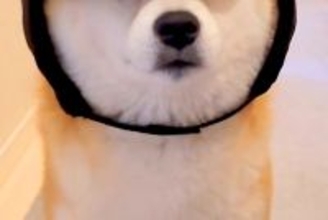 帽子を買ったけど似合わなかったので、仕方なく犬に被せてみたら…想像以上に『似合いすぎている光景』に5万いいね「不服そうで草」「たまらん」