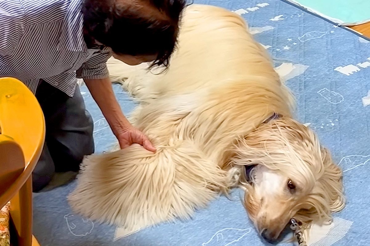 おばあちゃんの家にきた大型犬→『帰るよ』と言っても聞かずに…本当の孫のような『尊いやり取り』が42万再生「大好きなんだ」「子供と同じｗ」