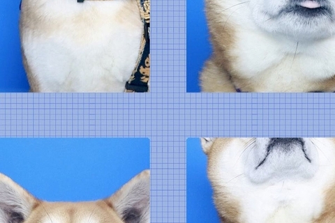 初めて『証明写真の撮影』に挑戦する柴犬→あまりにも可愛い『完成した写真』に絶賛の声「最高の空間」「NG例も良すぎるｗ」と30万表示の反響