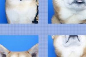 初めて『証明写真の撮影』に挑戦する柴犬→あまりにも可愛い『完成した写真』に絶賛の声「最高の空間」「NG例も良すぎるｗ」と30万表示の反響